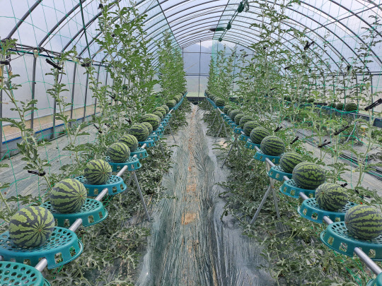 농촌진흥청이 개발한 '수박 수직재배장치' 모습.<사진=농진청>